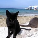 Mykonos Katzen (62)